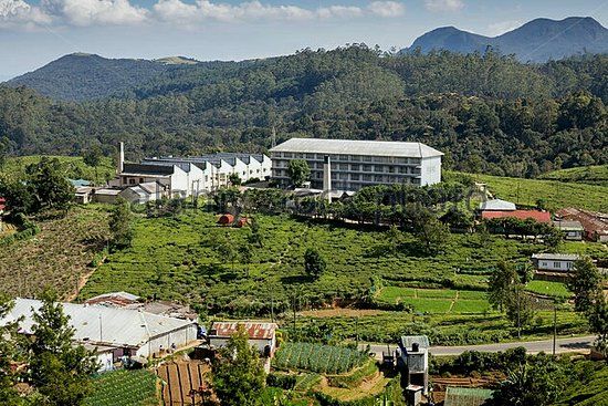 Piantagione e fabbrica di tè Pedro Estate